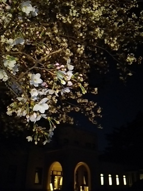 20170402 桜＠都庭園美3.JPG