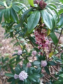 20170402 都庭園美庭園2.JPG