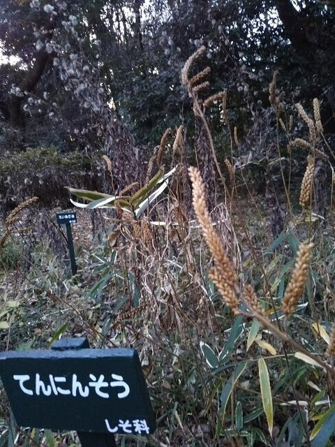 20171216 自然教育園3.jpg