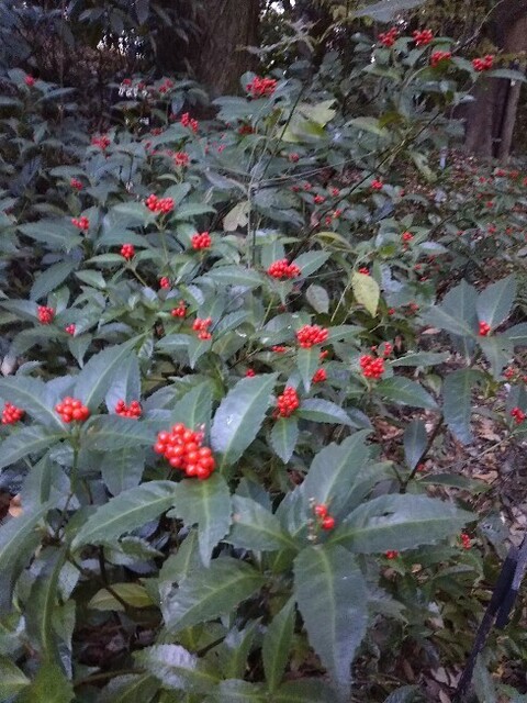 20171216 自然教育園5.jpg